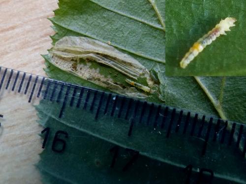 Réf. 205 508 : Phyllonorycter (messaniella-tenerella)